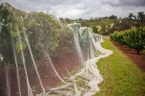 Bird Netting - White Drape