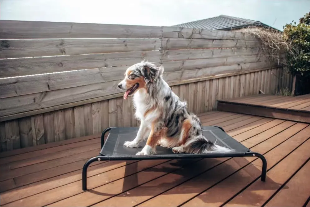 Pet Hammock