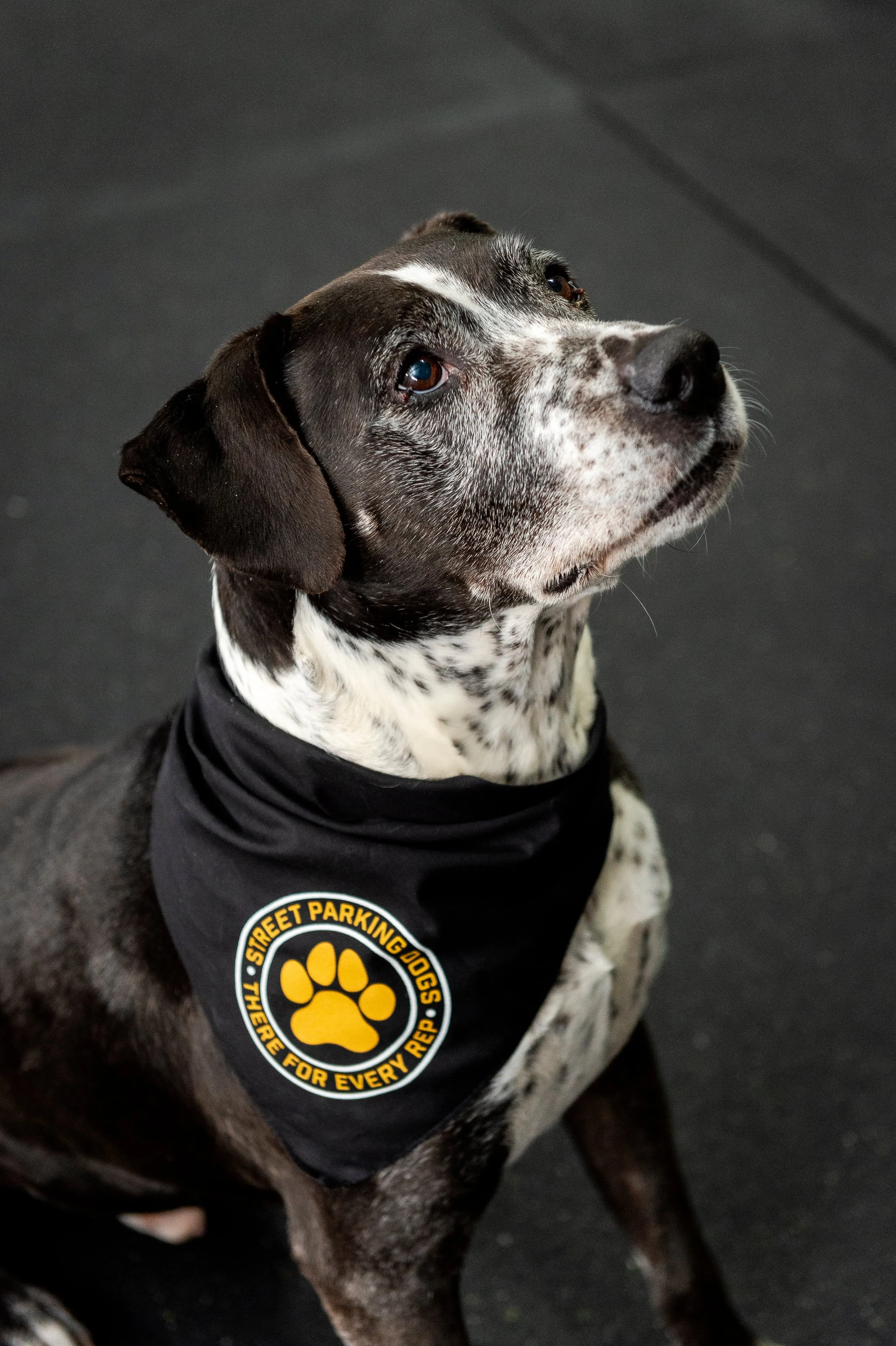 Street Parking Dog Bandana