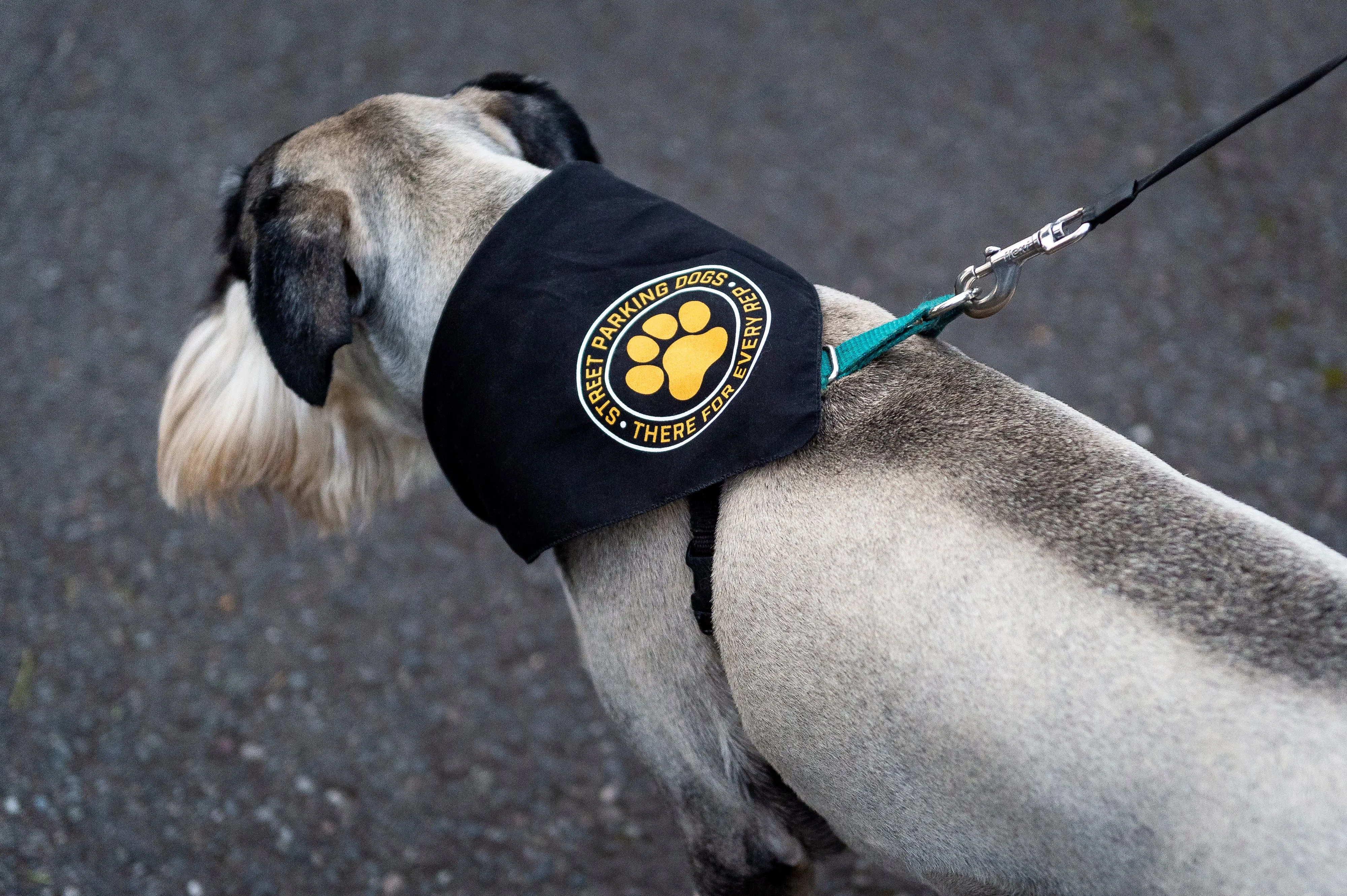 Street Parking Dog Bandana