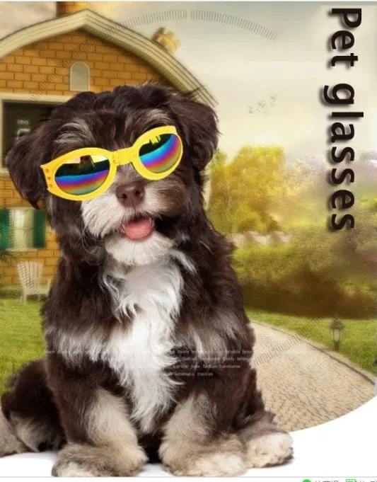 UV Protection Goggles for Dogs - Shield Your Pup's Eyes from Harmful Rays!
